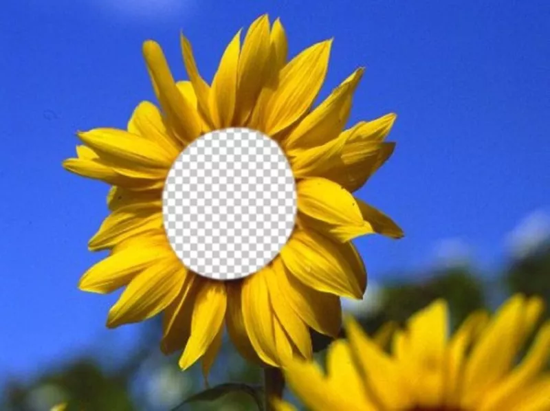 Divertido fotomontaje para poner tu cara en un bello girasol ..