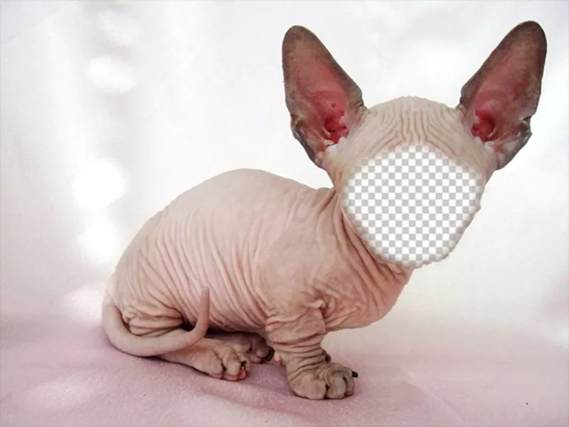 Fotomontaje de un gato calvo Sphynx con grandes orejas donde puedes poner tu cara ..