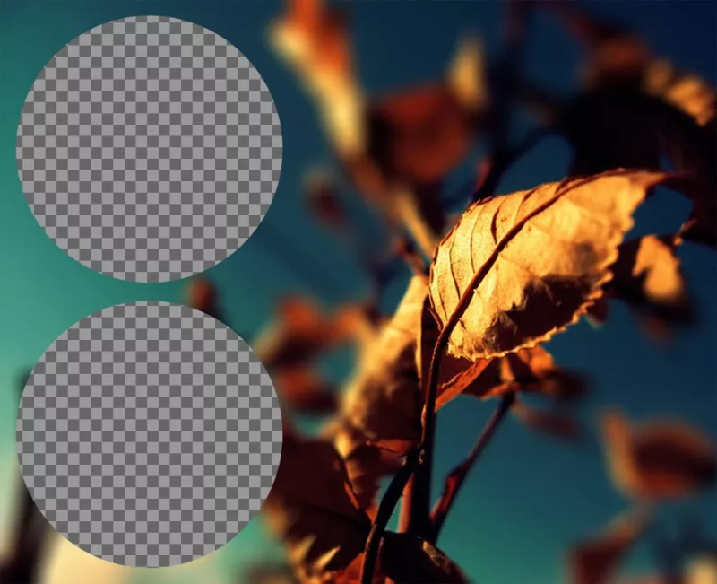Collage con dos marcos círculo junto a una hoja dorada por el otoño. ..