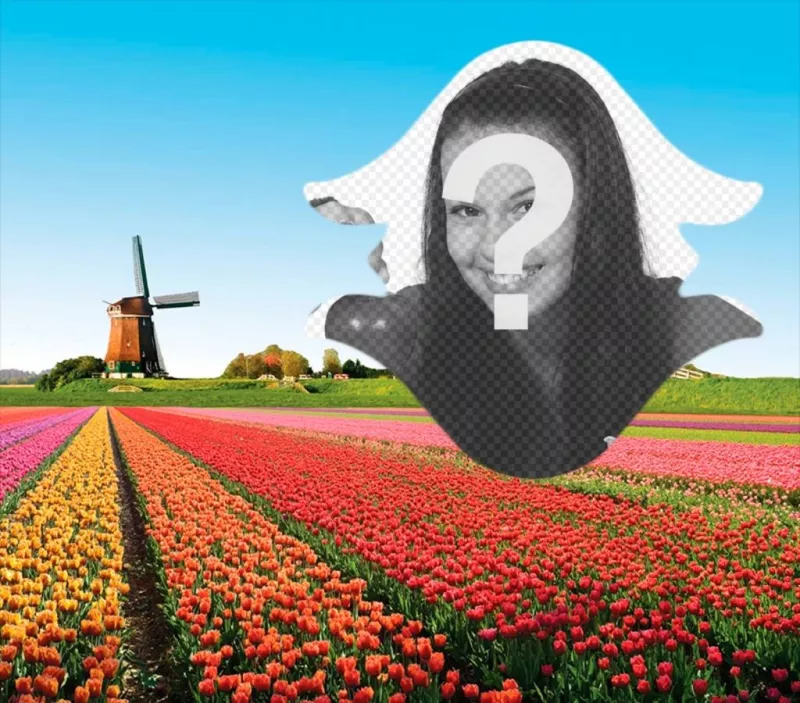 Postal de Holanda con tulipanes ..