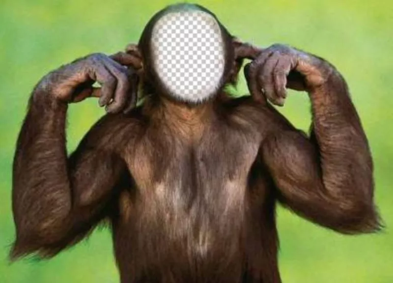Fotomontaje de mono que no escucha para que edites con tu foto ..