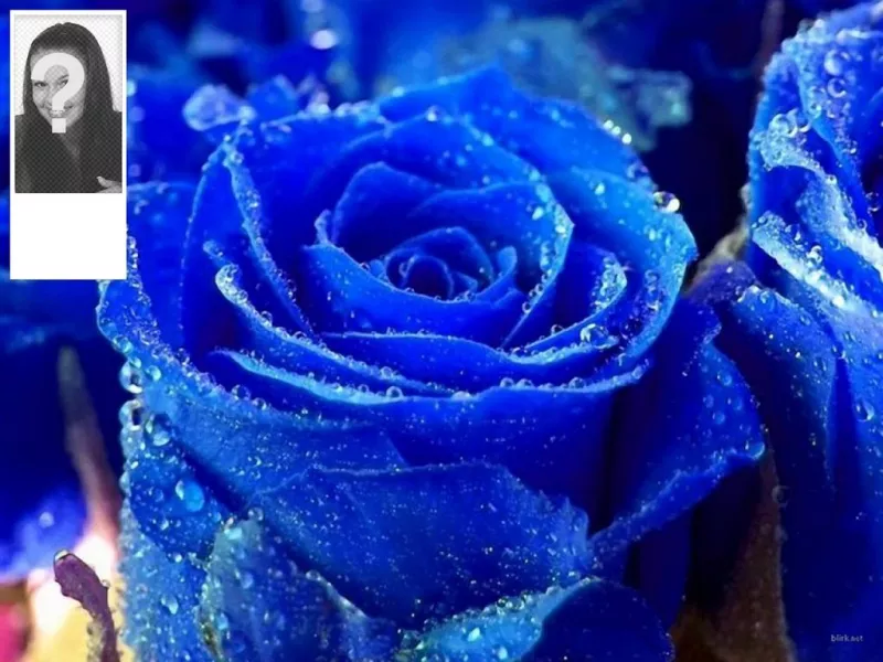 Personaliza tu perfil de twitter con este fondo para twitter de rosa azul y tu propia foto en el..