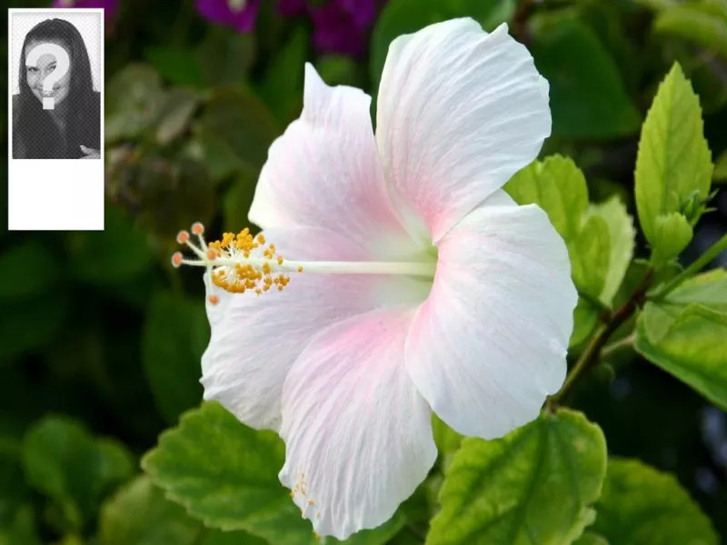 Fondo para twitter personalizado con tu foto con una flor de hibisco de..
