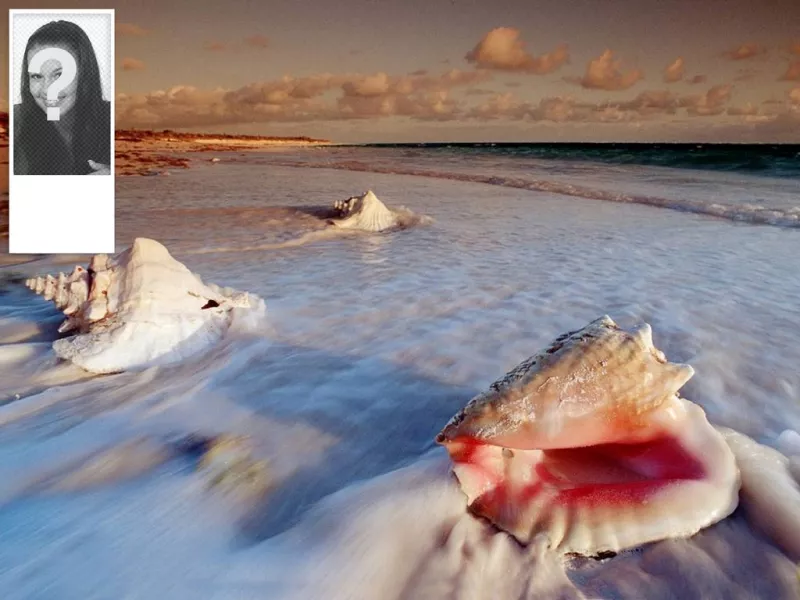 Fondo para tu cuenta de twitter de caracolas en la playa. Podrás poner tu foto en el..