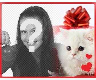postal romantica un gatito blanco persa corazones delante caja regalo foto subas online