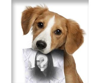 fotomontaje un perro cachorro triste busca amo un papel boca puedes subir fotografia