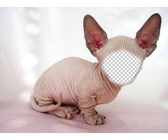 fotomontaje un gato calvo sphynx grandes orejas puedes poner cara