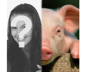 cerdo cara un fotomontaje foto