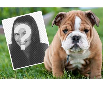 montaje online un bulldog ingles puedes anadir foto