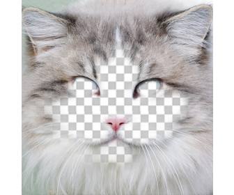 Pon cara en la cara de un gato editando este gratuito - Fotoefectos