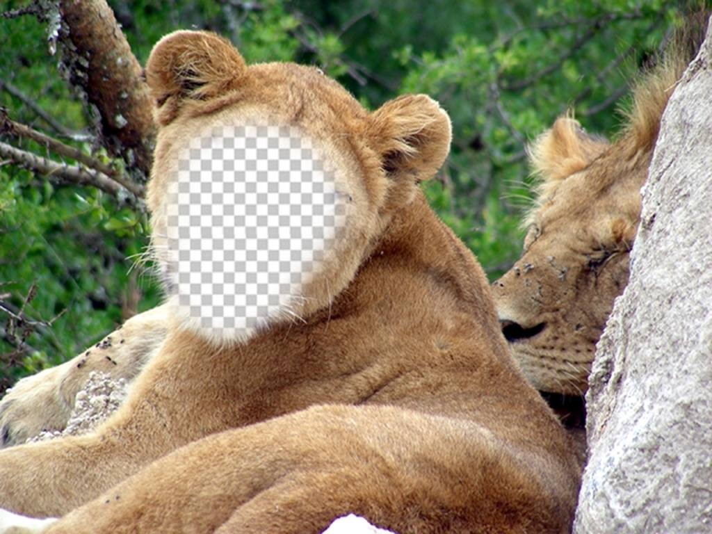 Transfórmate en una leona con este efecto virtual para cambiar de cuerpo ..