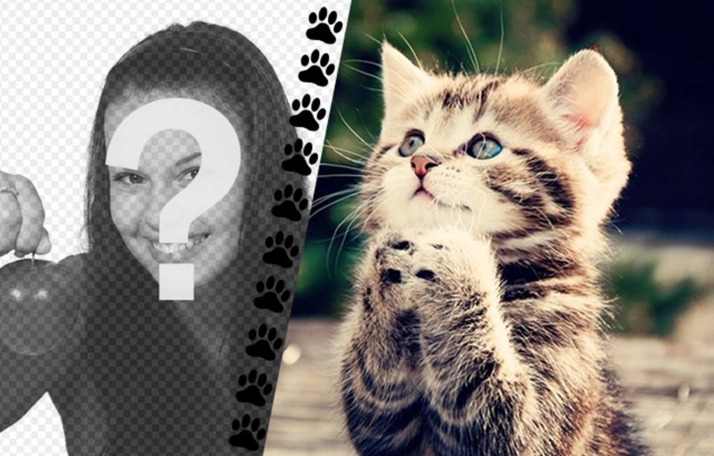 Crea un collage con un gatito divertido pidiéndote algo y una foto tuya en la izquierda con una franja de patitas..