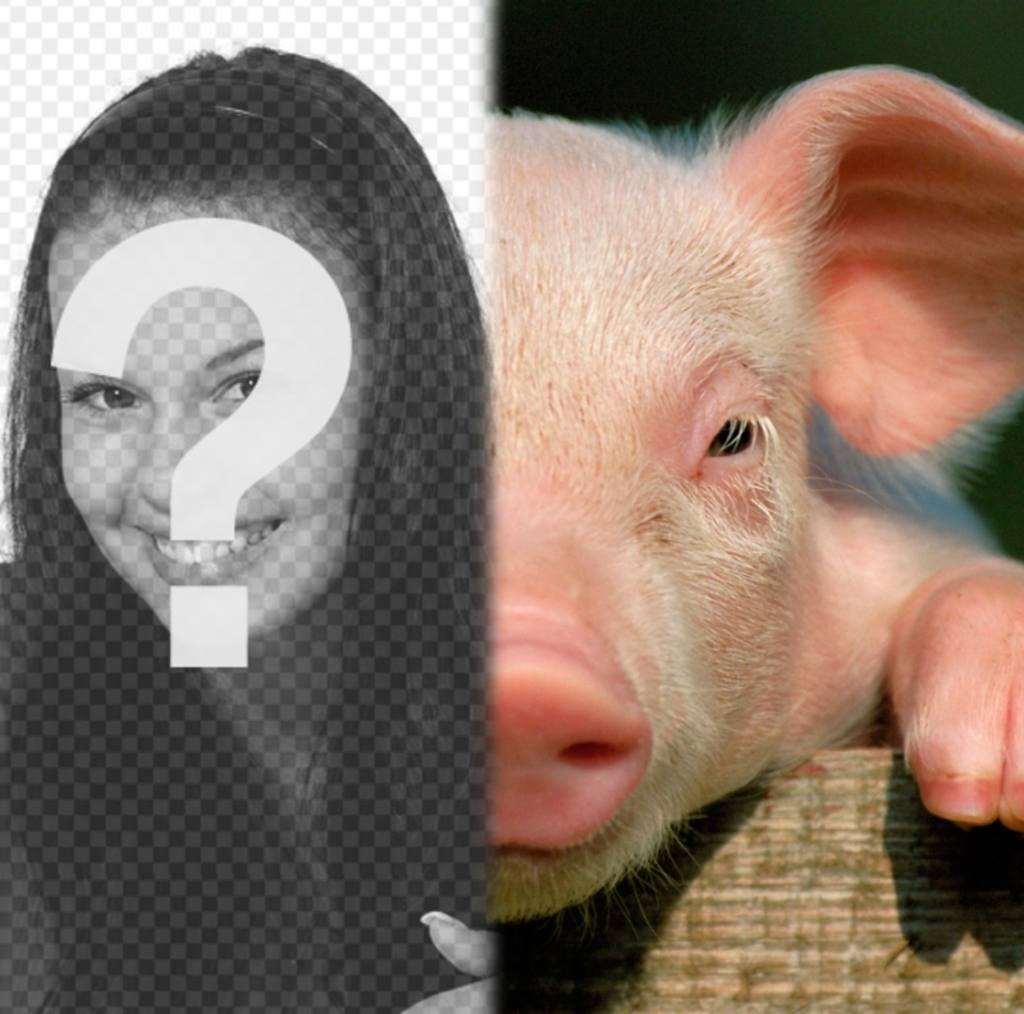 Cerdo con tu cara para hacer un fotomontaje con una foto tuya. ..