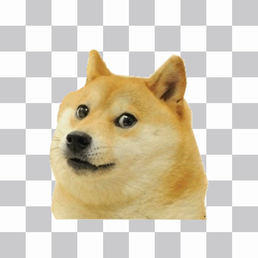 Fotomontaje del Sticker  del meme doge Fotoefectos