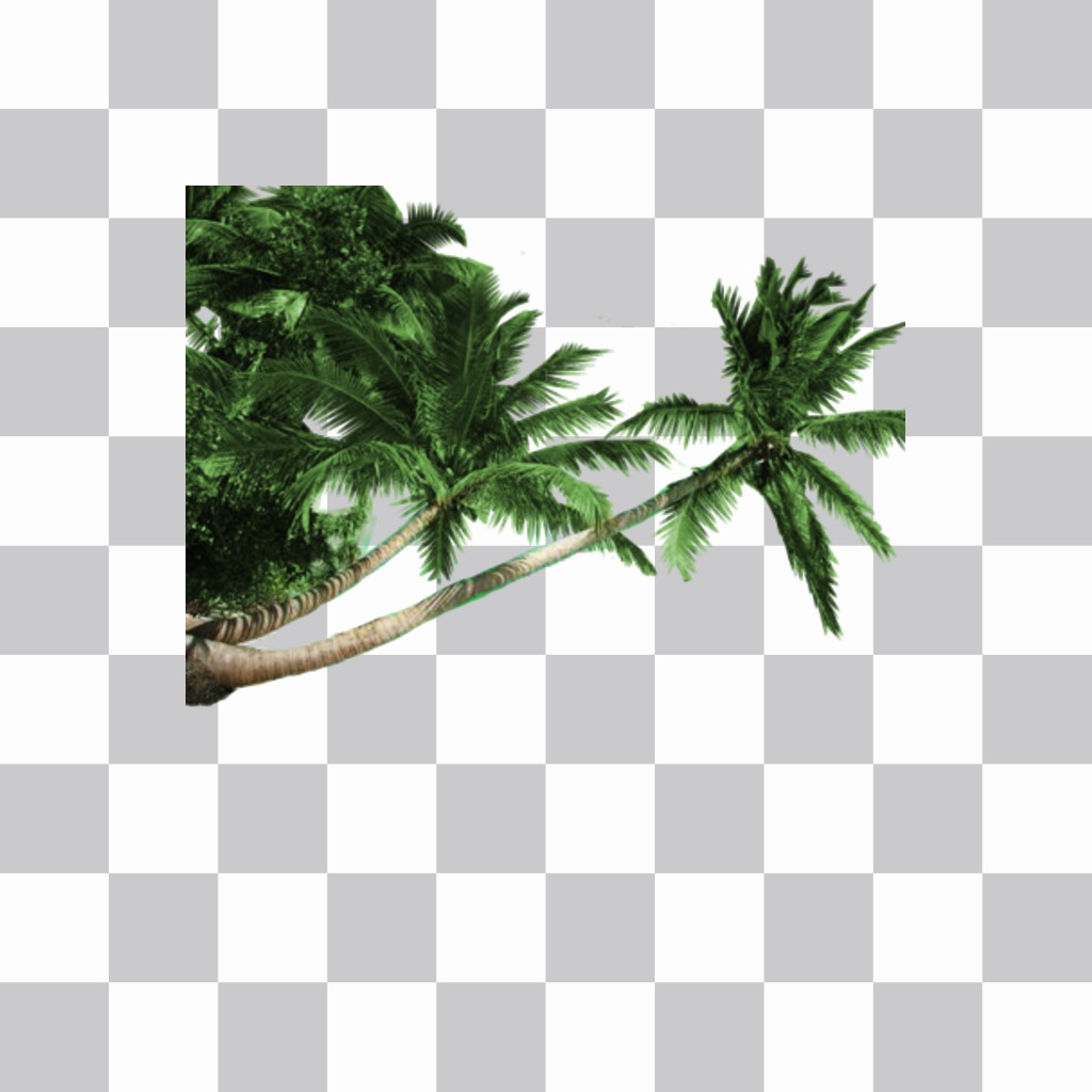 Sticker de palmeras de la playa para poner en tus fotos y hacer un efecto como que estás de..