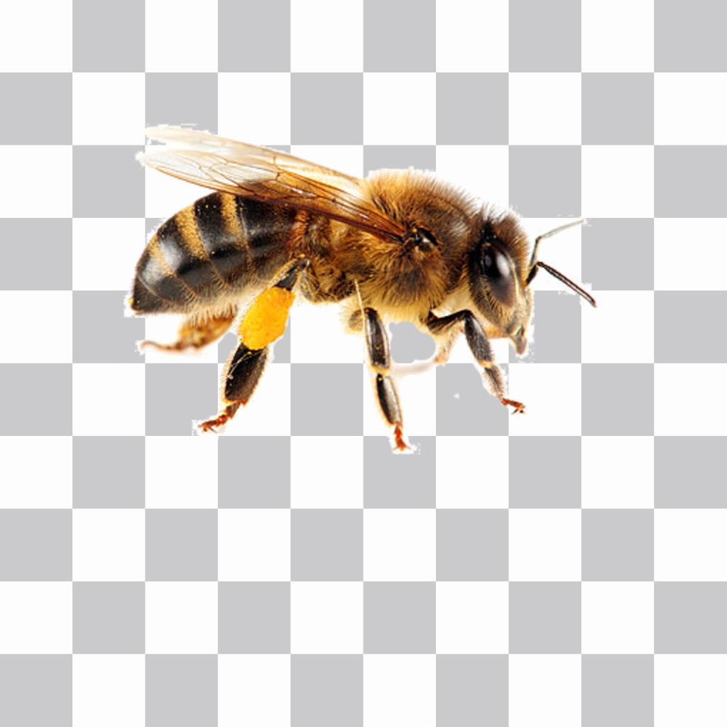 Sticker de una abeja que puedes poner en tus fotos de forma muy fácil ..
