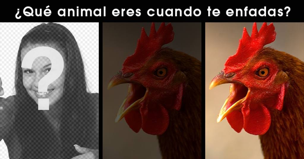 Divertido fotomontaje para editar y con un gallo enfadado ..