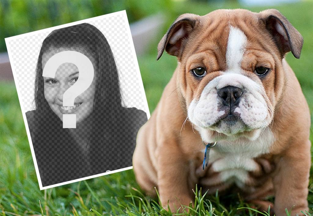 Montaje online con un Bulldog inglés donde puedes añadir tu foto ..