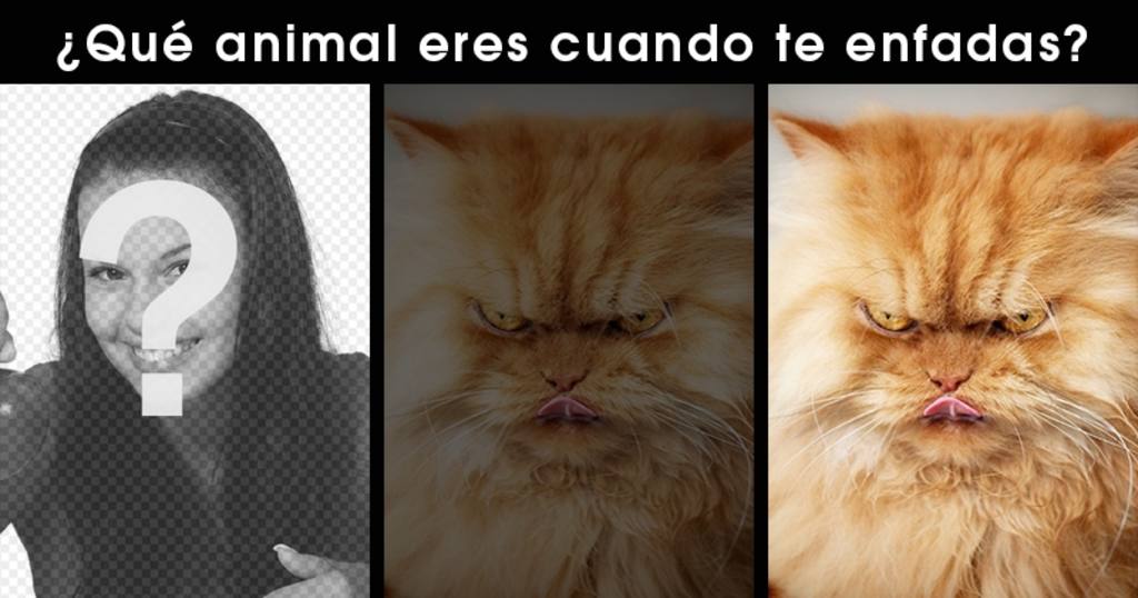 Foto efecto divertido para editar si eres como un gato enfadado ..