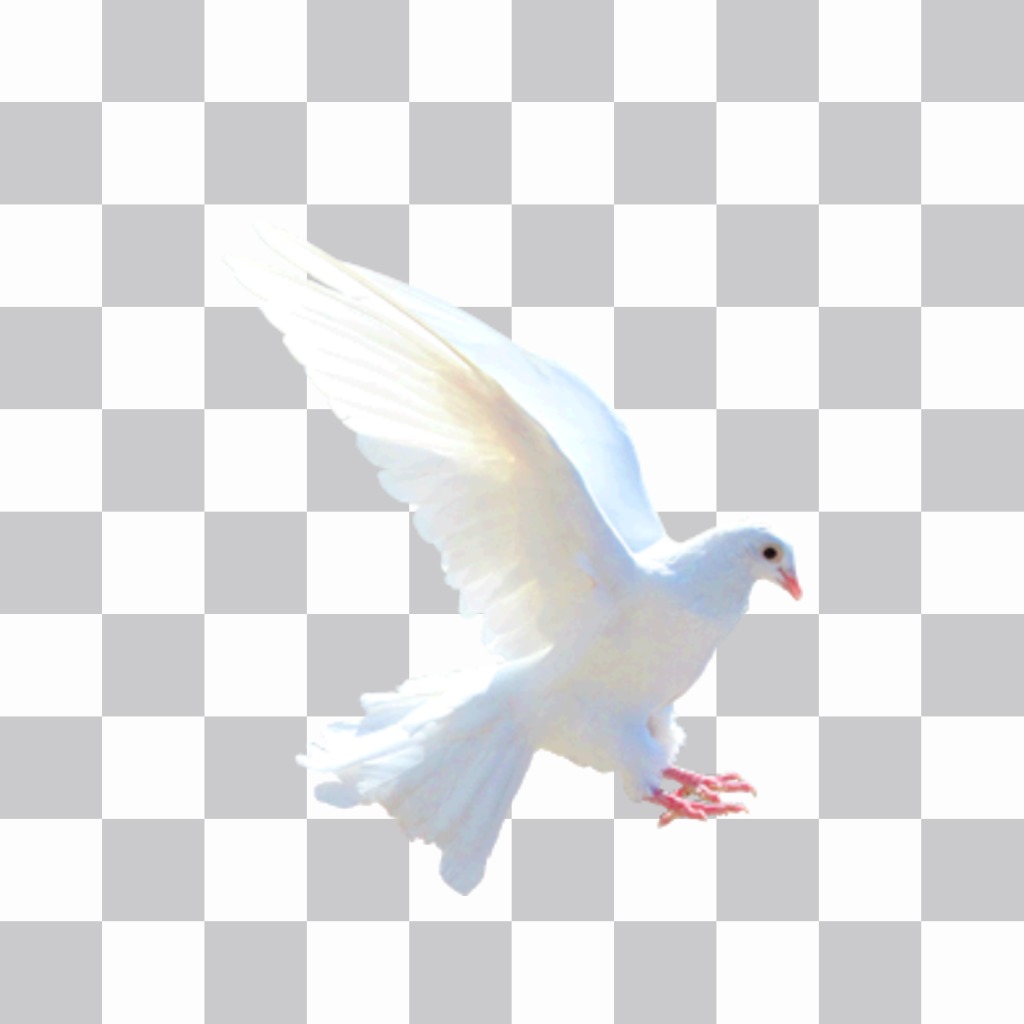 Pegatina online de una paloma blanca para ponerla en tus fotos sin necesidad de descargar nada. ..